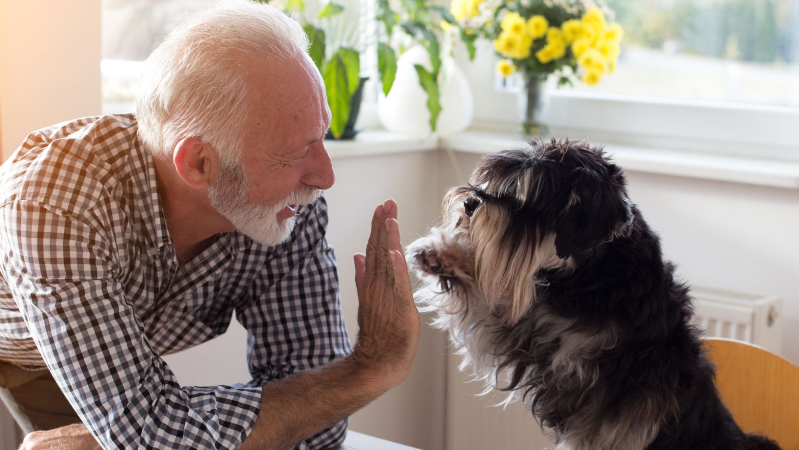 FIVE OF THE BEST DOG BREEDS FOR SENIORS
